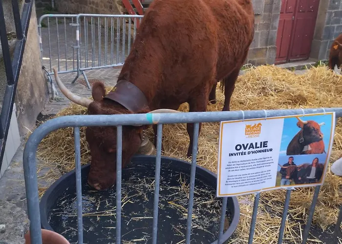 Emma équipé Et Refait A Neuf Dans Résidence 3 étoiles * Besse-et-Saint-Anastaise